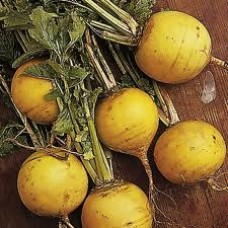 YELLOW TURNIP